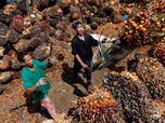 Sentimen Buruk dari China Terlalu Kencang, Harga CPO Ambruk