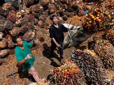 Sentimen Buruk dari China Terlalu Kencang, Harga CPO Ambruk