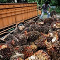 Heboh! Harga Hancur, Petani RI Ramai Jual Sawit ke Malaysia