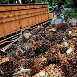 Kata Zulhas Harga Sawit Petani Harusnya Udah Tembus Rp2.000