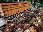 Bos Sawit Semringah, Harga CPO Naik Lagi Nih!
