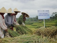 Pembiayaan Ultra Mikro Selamatkan Petani Dari Rentenir