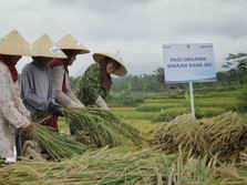 Pembiayaan Ultra Mikro Selamatkan Petani Dari Rentenir