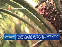 Astra Agro Cetak Pertumbuhan Laba 197% Pada Q1-2022