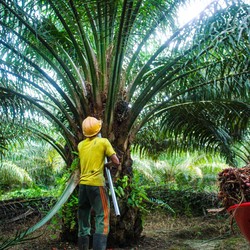 Sempat Dibuka Melemah, Harga CPO Naik 1,99%