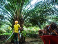 Tunggu Aturan DMO, Harga CPO Dunia Melesat 4% Pekan Ini