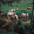 Wabah Serang Sapi Lokal Hingga Lockdown, Gegara Daging Impor?