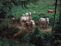 Wabah Serang Sapi Lokal Hingga Lockdown, Gegara Daging Impor?