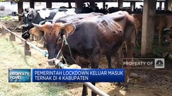 Wabah PMK Serang Ternak Indonesia, Harga Daging Sapi Naik?