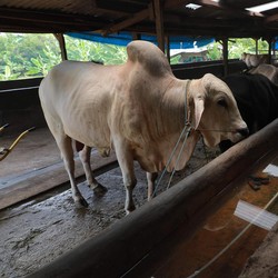 DPR Cecar Kementan Soal Nasib Sapi Kena Penyakit Mulut & Kuku