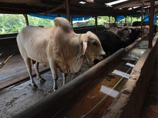 DPR Cecar Kementan Soal Nasib Sapi Kena Penyakit Mulut & Kuku