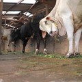 Simak! Ini Ciri-ciri Penyakit Kuku dan Mulut yang Serang Sapi