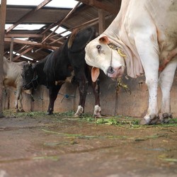 Simak! Ini Ciri-ciri Penyakit Kuku dan Mulut yang Serang Sapi
