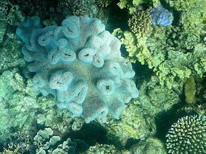 Pemutihan Karang pada Cagar Alam Laut Terbesar di Dunia Makin Parah