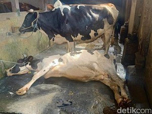 2 Sapi Mati Kena PMK, Dispertan Semarang Minta Pembelian Sapi dari Luar Disetop