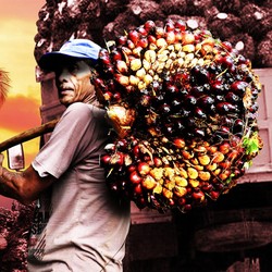 Bos Sawit Sumringah! Harga CPO Meroket 4% Lebih Nih