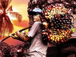 Harga CPO Ambruknya 3% Lebih, Naiknya Cuma 0,17%