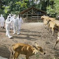 Ada Virus PMK di Hewan Ternak, Jangan Makan Daging Bagian Ini