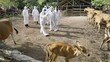 Waspada Virus PMK, Daging Bagian Ini Jangan Dimakan!