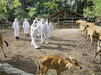 Dicecar DPR, Mentan Belum Tahu Asal Masuknya Virus PMK