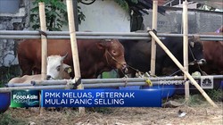 PMK Meluas, Peternak Mulai Panic Selling