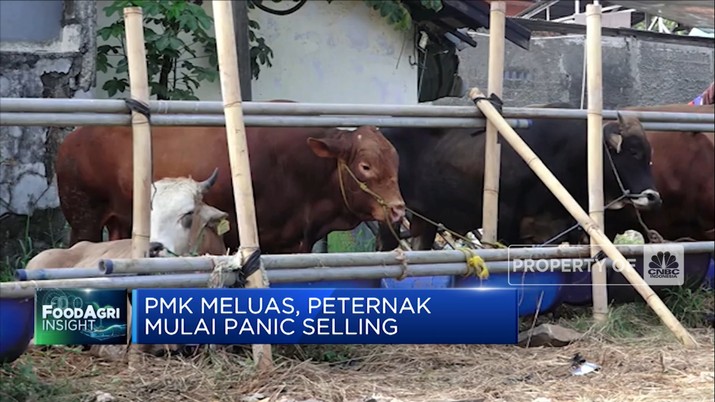 PMK Meluas, Peternak Mulai Panic Selling PMK Meluas, Peternak Mulai Panic Selling