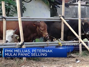 PMK Meluas, Peternak Mulai Panic Selling