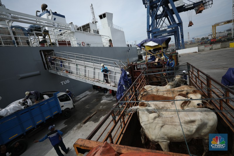 Sebanyak 3.288 sapi asal Australia tiba di Pelabuhan Tanjung Priok, Jakarta Utara, Kamis (12/5/2022). (CNBC Indonesia/Tri Susilo) Sebanyak 3.288 sapi asal Australia tiba di Pelabuhan Tanjung Priok, Jakarta Utara, Kamis (12/5/2022). (CNBC Indonesia/Tri Susilo)
