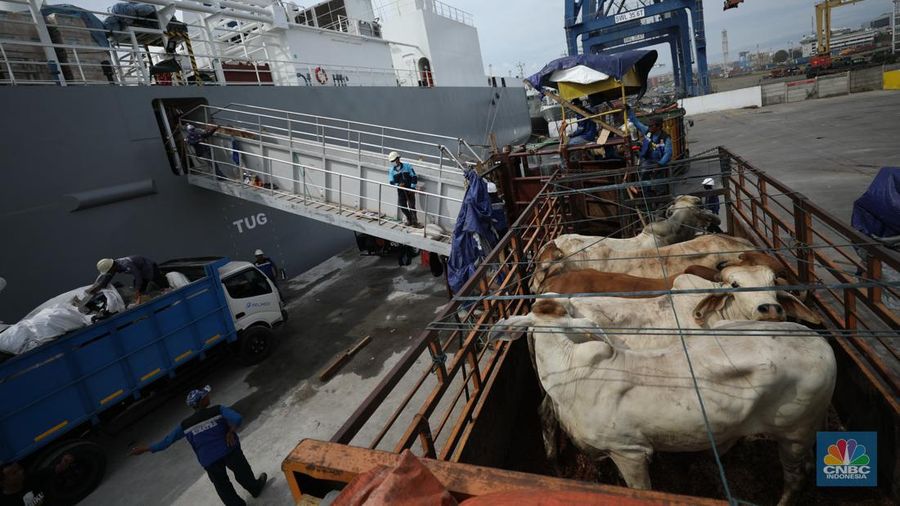 Sebanyak 3.288 sapi asal Australia tiba di Pelabuhan Tanjung Priok, Jakarta Utara, Kamis (12/5/2022).  (CNBC Indonesia/Tri Susilo)
