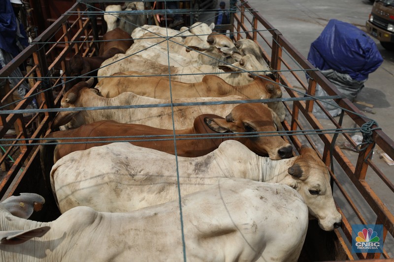 Sebanyak 3.288 sapi asal Australia tiba di Pelabuhan Tanjung Priok, Jakarta Utara, Kamis (12/5/2022). (CNBC Indonesia/Tri Susilo) Sebanyak 3.288 sapi asal Australia tiba di Pelabuhan Tanjung Priok, Jakarta Utara, Kamis (12/5/2022). (CNBC Indonesia/Tri Susilo)