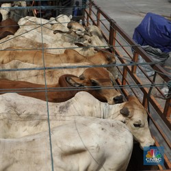 RI Mau Impor 1 Juta Sapi untuk Makan Bergizi Gratis, Ini Tantangannya