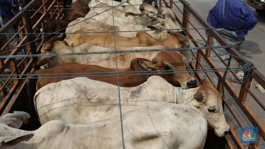 Sebanyak 3.288 sapi asal Australia tiba di Pelabuhan Tanjung Priok, Jakarta Utara, Kamis (12/5/2022).  (վ/Tri Susilo)