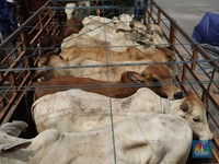 RI Mau Impor 1 Juta Sapi untuk Makan Bergizi Gratis, Ini Tantangannya
