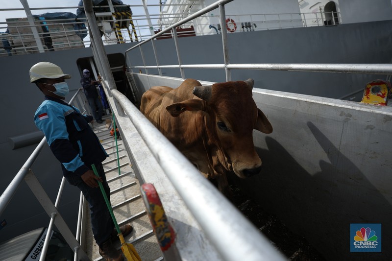 Sebanyak 3.288 sapi asal Australia tiba di Pelabuhan Tanjung Priok, Jakarta Utara, Kamis (12/5/2022). (CNBC Indonesia/Tri Susilo) Sebanyak 3.288 sapi asal Australia tiba di Pelabuhan Tanjung Priok, Jakarta Utara, Kamis (12/5/2022). (CNBC Indonesia/Tri Susilo)