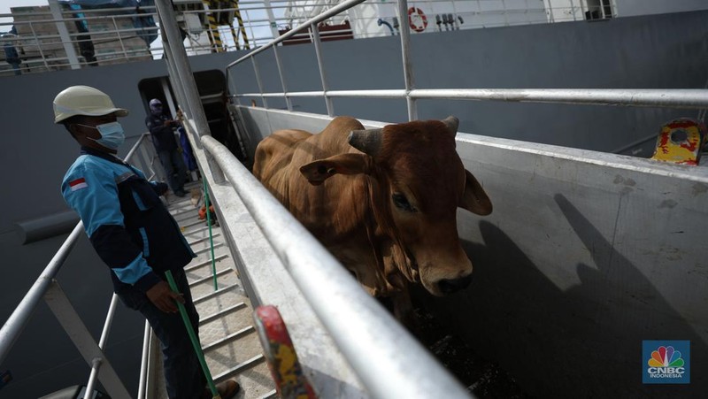 Sebanyak 3.288 sapi asal Australia tiba di Pelabuhan Tanjung Priok, Jakarta Utara, Kamis (12/5/2022).  (CNBC Indonesia/Tri Susilo)