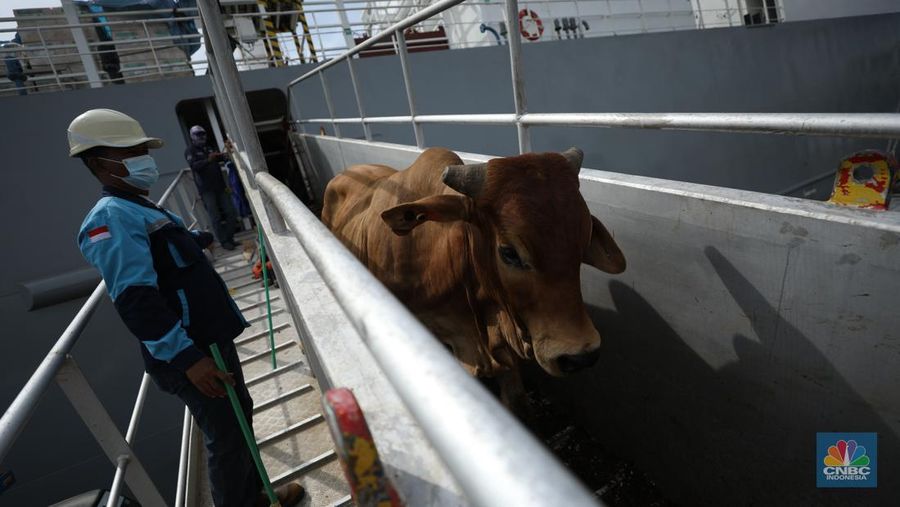 Sebanyak 3.288 sapi asal Australia tiba di Pelabuhan Tanjung Priok, Jakarta Utara, Kamis (12/5/2022). (²©²ÊÍøÕ¾/Tri Susilo)