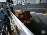RI Buka Kembali Impor Sapi Asal Australia, Tapi Ada Syaratnya