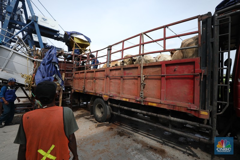 Sebanyak 3.288 sapi asal Australia tiba di Pelabuhan Tanjung Priok, Jakarta Utara, Kamis (12/5/2022).  (CNBC Indonesia/Tri Susilo)