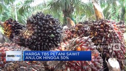 Petani Tuntut Larangan CPO Dihapus