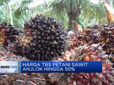 Petani Tuntut Larangan CPO Dihapus