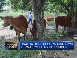 Darurat! Usai Jatim & Aceh, Wabah PMK Ternak Meluas Ke Lombok