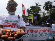 Pak Jokowi, Lapor...Petani Sawit Berencana Demo Lagi