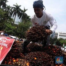 1 Bulan Jokowi Cabut Larang Ekspor, Sawit Petani Makin Parah!