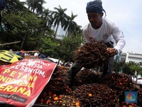 1 Bulan Jokowi Cabut Larang Ekspor, Sawit Petani Makin Parah!