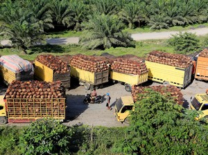 Atasi Permasalahan Sawit, Kementan Mau Perbaiki Sistem Agar Terintegrasi