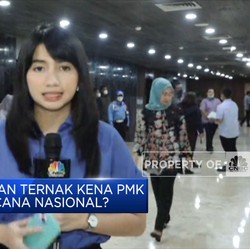 Hewan Ternak Kena PMK, Masuk Bencana Nasional?
