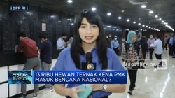 Hewan Ternak Kena PMK, Masuk Bencana Nasional?