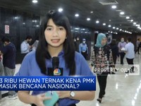 Hewan Ternak Kena PMK, Masuk Bencana Nasional?
