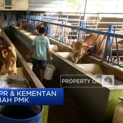 Beda Cara DPR & Kementan Tangani Wabah PMK