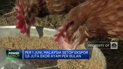 Malaysia Setop Ekspor Ayam Imbas Krisis Pangan